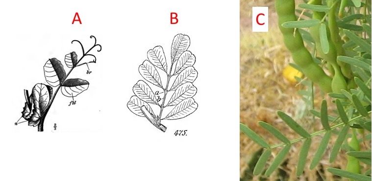 Images for leaf structure questions